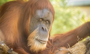 Đười ươi già nhất thế giới đã chết ở tuổi 61