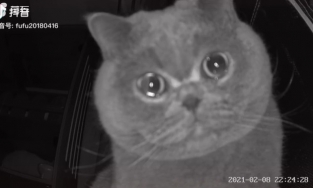 Video mèo con khóc vì nhớ chủ làm MXH rơi nước mắt