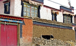 Phân bò là biểu tượng của sự giàu có ở Tây Tạng