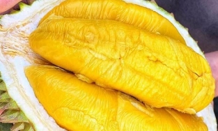 Sầu riêng Musang King được mệnh danh là ngon nhất thế giới đang ồ ạt về Việt Nam với giá rẻ chưa từng có