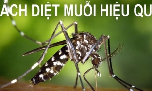 Tuyệt chiêu đuổi muỗi an toàn mà hiệu quả