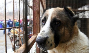 Hành hạ chó mèo từ tháng 4/2021 có thể bị phạt tới 3 triệu đồng