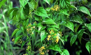 Vì sao lá ngón lại gây chết người và cách xử trí khi bị ngộ độc lá ngón