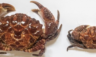 Loài cua gây ngộ độc ở Thanh Hoá là cua quạt, chỉ ăn 2 con đủ gây tử vong cho người trưởng thành