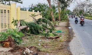 Nữ điều dưỡng bị cây phượng vĩ bật gốc đè chết 