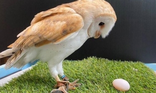 Cú đực chuyển giới thành cú cái khiến nhân viên sở thú hết hồn