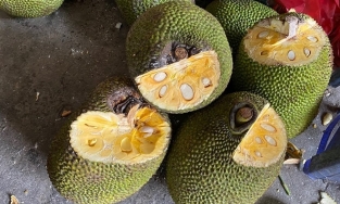 Thực hư về việc mít bị xịt thuốc và bôi vôi cho mau chín