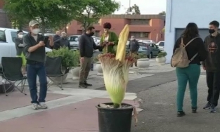 Hàng trăm người tụ tập, xếp hàng tại một trạm xăng bỏ hoang để... ngửi hoa thối