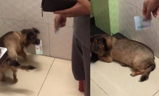 Chú chó được ba cho tiền để ngủ cùng nhưng phải tiền giá trị cao mới lấy