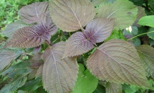 Rau tía tô có phòng chống được Covid-19?