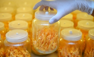 Đông trùng hạ thảo có tốt không?