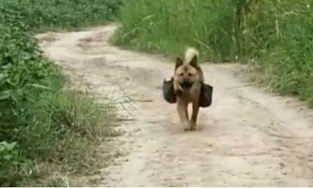 Chú chó mục đồng trưa nào cũng mang cơm ra đồng cho chủ ăn