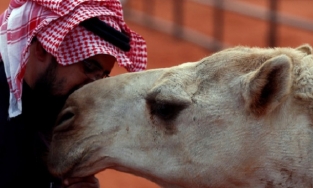 Vì chỉnh sửa sắc đẹp, 40 con lạc đà bị loại khỏi cuộc thi nhan sắc