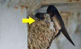 5 điềm lành báo hiệu gia chủ dồi dào tiền của, may mắn kéo đến trong năm mới