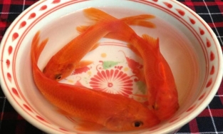 Mách bạn cách chọn cá chép khỏe đẹp để cúng ông Công, ông Táo