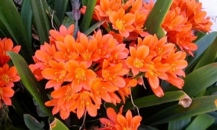 Gia chủ giàu có, may mắn quanh năm nếu vào đêm giao thừa những cây này nở hoa