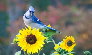 Sinh vào ngày âm lịch này, bạn sẽ cả đời may mắn, sớm giàu sang phú quý