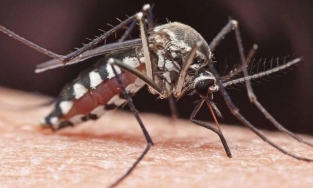 Mỹ thả hơn 2 tỉ con muỗi đực bị biến đổi gene để làm giảm các bệnh truyền nhiễm