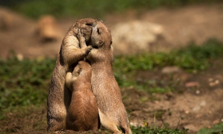 Top 8 động vật chung tình nhất thế giới, con người 'không có cửa'