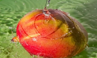 Xoài ăn rất ngon, nhưng muốn ăn an toàn, trước khi gọt vỏ hãy ngâm xoài trong nước