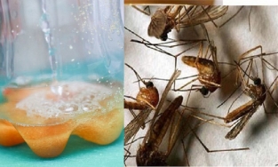 Tuyệt chiêu đuổi muỗi chỉ bằng 1 lon bia