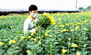 Hà Nội: Hoa Tết được giá, thương lái phải 'cầu cạnh' chủ vườn