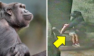 Mỹ: Khỉ cái cứu đứa trẻ 3 tuổi bị ngã bất tỉnh, chăm sóc như mẹ chăm con