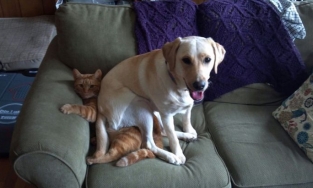 Nếu quá mệt mỏi với Drama, hãy thư giãn cùng loạt biểu cảm siêu cấp đáng yêu của các 'Boss' 