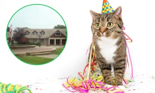 Chile: 10 người nhiễm Covid-19 khi tham gia tiệc sinh nhật một chú mèo