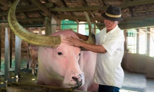 Chú trâu màu hồng nổi tiếng ở TP HCM được hỏi mua với giá 1 tỷ nhưng ông chủ nhất quyết không bán