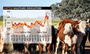 Thịt bò Úc bất ngờ khan hiếm, giá cao ngất ngưởng vẫn không có hàng để bán