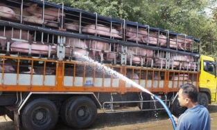 Giá thịt lợn hơi hôm nay 19/3: Vẫn tiếp tục điều chỉnh trái chiều trên cả nước