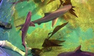  Người đàn ông nuôi cá mập trong bể bơi dưới hầm nhà để bán làm thú cưng