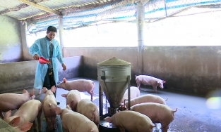 Giá thịt lợn hơi 22/3: Tiếp tục điều chỉnh tăng giảm trái chiều trên cả nước