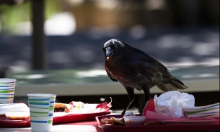 Loài quạ có thể thông minh hơn cả bạn, trình diễn catwalk 'đỉnh cao' chẳng kém gì siêu mẫu