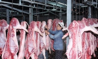 Giá thịt lợn hơi hôm nay 30/3: Miền Trung tăng giá ở một số địa phương
