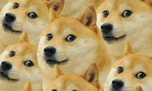 Doge: Cô chó 'hot meme' được chế ảnh nhiều nhất thế giới giờ ra sao?