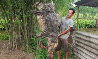 Người nước ngoài gặp cá sấu thì chạy, nông dân Việt gặp thì 'xử đẹp' chia cho hàng xóm ăn chơi