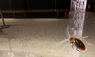 Con nợ chây ì không trả tiền, chủ nợ dùng 1000 con gián để 'dằn mặt'