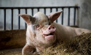 Zhu Jianqiang - Chú lợn sống sót diệu kỳ trong thảm họa động đất Tứ Xuyên sắp 'trở về với đất mẹ'