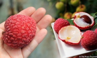 Mùa vải đến muốn ăn 'thả ga' nhưng lại lo bị nóng: Hãy thử áp dụng 3 phương pháp sau để khắc phục nỗi lo