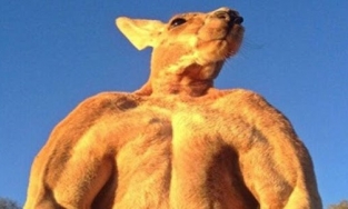 Những con vật cơ bắp như lực sĩ khiến ai thấy cũng phải 'trầm trồ'