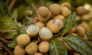 Nhãn lồng Hưng Yên xuất khẩu sang Singapore có giá gấp đôi hàng cùng loại bán trong nước