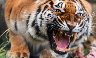 'Nàng hổ' giống Bengal quý hiếm được thay răng giả bằng vàng 'xịn sò'