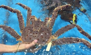 Dịch bệnh kéo dài khiến nhà hàng hải sản đóng cửa lâu: Tôm hùm, cua hoàng đế, bào ngư ế ẩm khi bán online