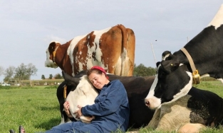 Trào lưu ra đồng ôm bò để giảm căng thẳng