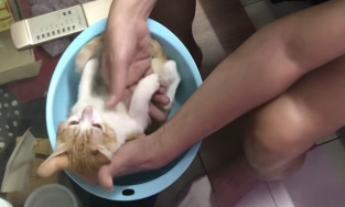 Chú mèo mê diễn xuất làm đạo cụ để ông nội thị phạm cách tắm trẻ sơ sinh