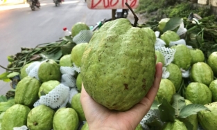 Lạ lùng ổi 'Lệ Rơi” nặng 1,5kg hút khách Hà thành