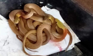 Quảng Trị: Hốt hoảng gặp cả đại gia đình 'bé na' lúc nhúc trong cốp xe 