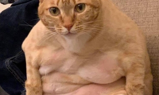 Nhặt con mèo ốm bị vứt lề đường về nuôi, 9 tháng sau nhận lại con... heo